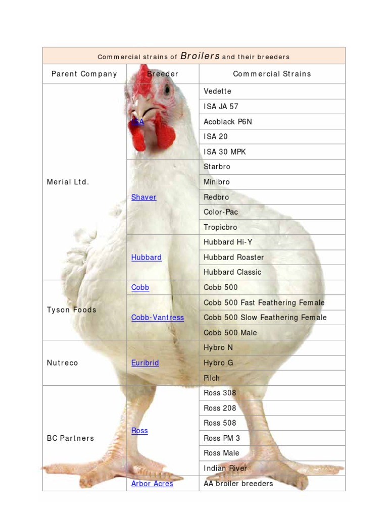breed-of-poultry-broiler-birds
