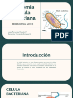 Cel Bacteriana y Ribosomas