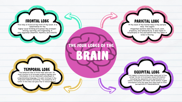 Overview of Brain Lobes and Functions | PDF