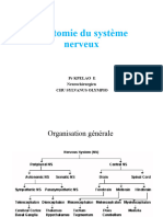 Anatomie SN - Copie