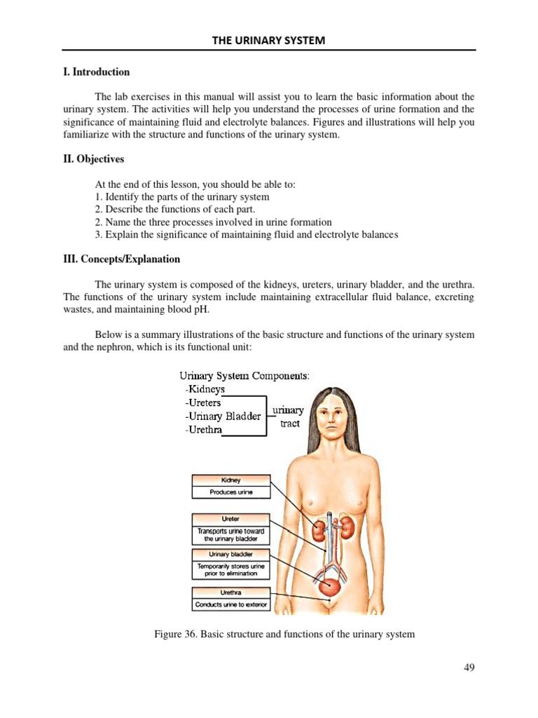 Urinary System Lab Guide | PDF | Urinary System | Kidney