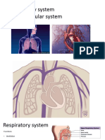 Respiratory and Cardiovascular System