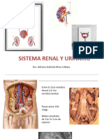 Sistema Renal y Urinario