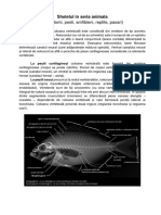 Curs 6.2. Sheletul in Seria Animala (1)