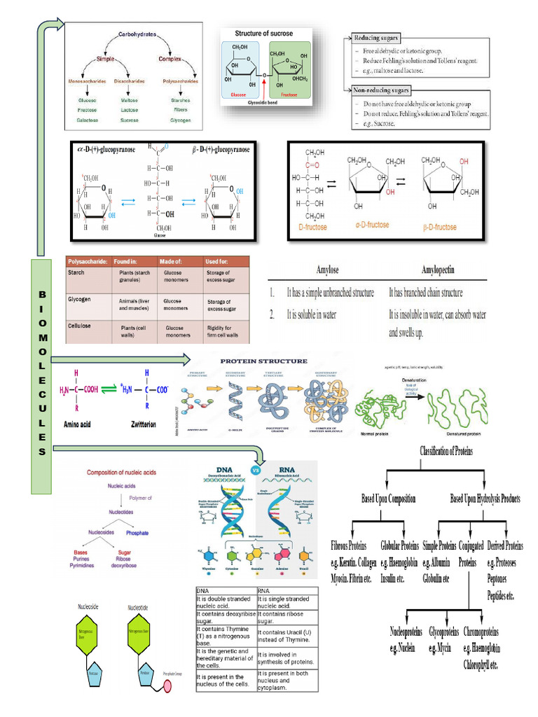 Mind Map Biomolecules PDF