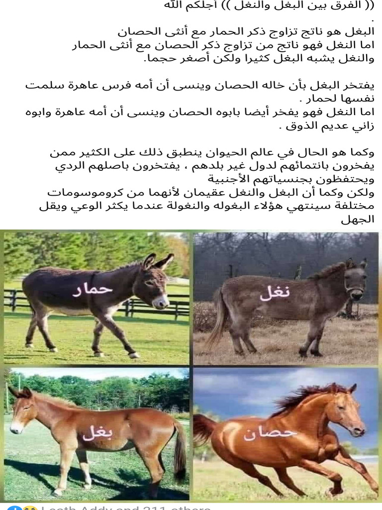 (( الفرق بين البغل والنغل )) أجلكم... - صور قديمة عن العراق Facebook | PDF