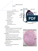 2 (7.) Układ Rozrodczy Męski - V. Notatki - Histologia