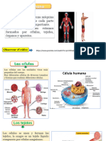 Ciencias Elcuerpo Humano