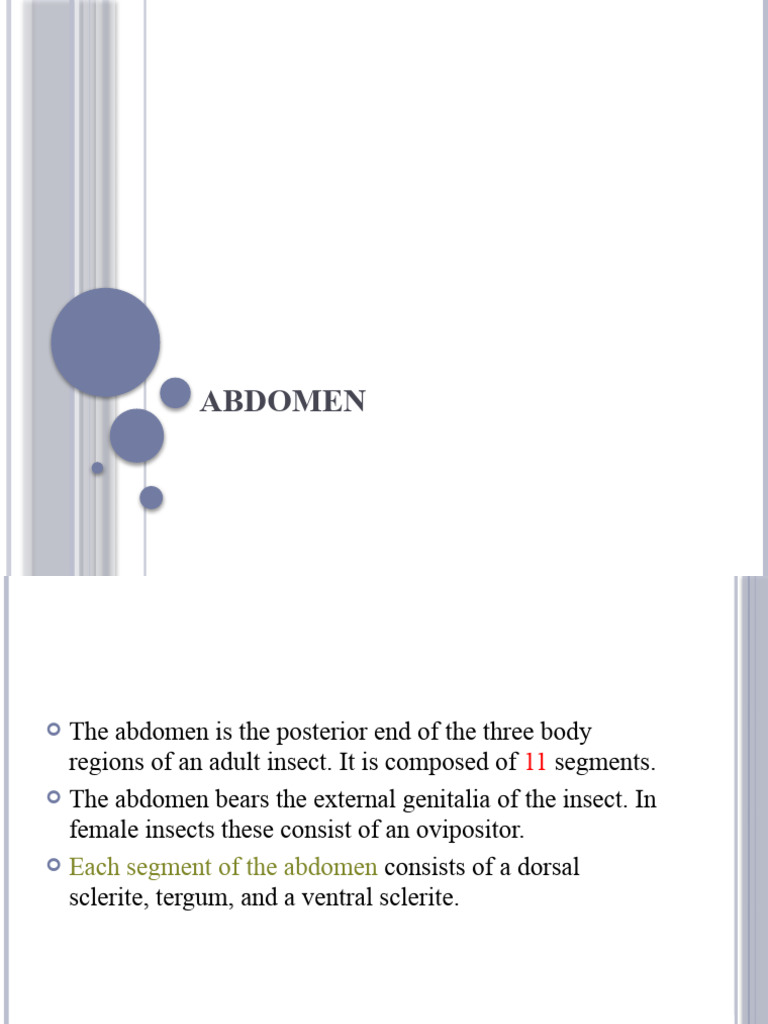 6 Abdomen PDF Zoology Arthropods