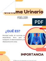 Sistema Urinario