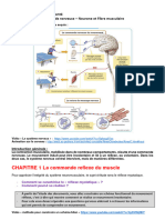 Fiche TH 3b La Commande Nerveuse-Chap1 Eleve