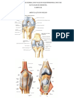 Articulacao Joelho