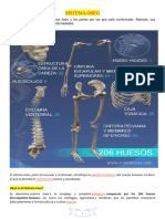 Sistema Óseo 1