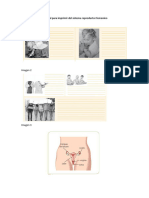Material para Imprimir - Sistema Reproductor Femenino