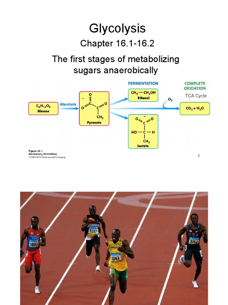 Lecture+10+F 11+glycolysis | PDF | Glycolysis | Adenosine Triphosphate