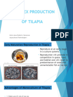Monosex Production of Tilapia