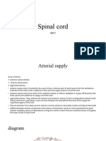 Spinal Cord Blood Supply