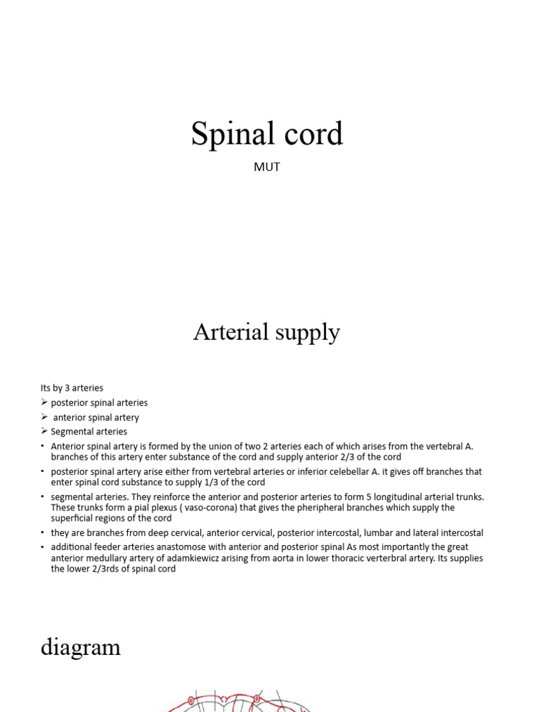 Spinal Cord Blood Supply Pdf
