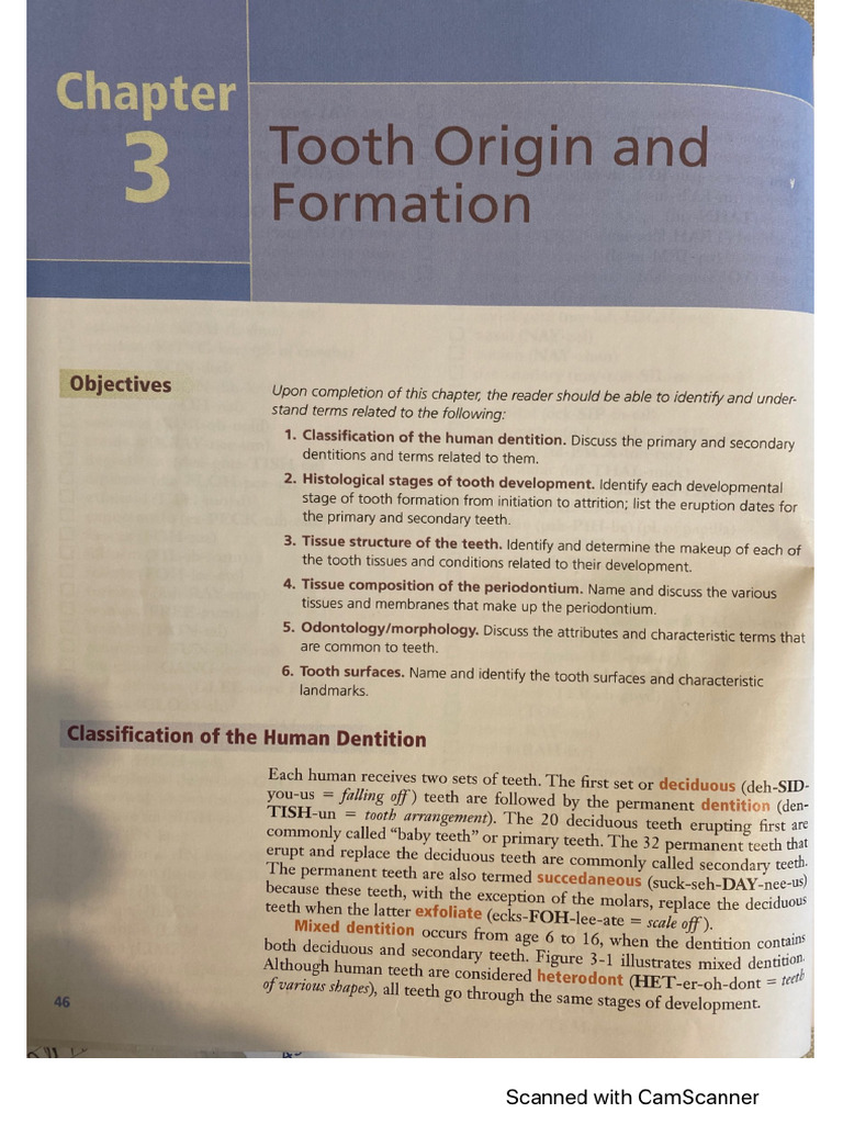 Tooth Origin and Formation | PDF