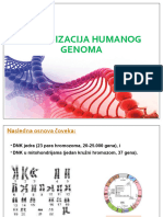 2-Organizacija Humanog Genoma - PP