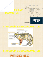 Semiologia Locomotor