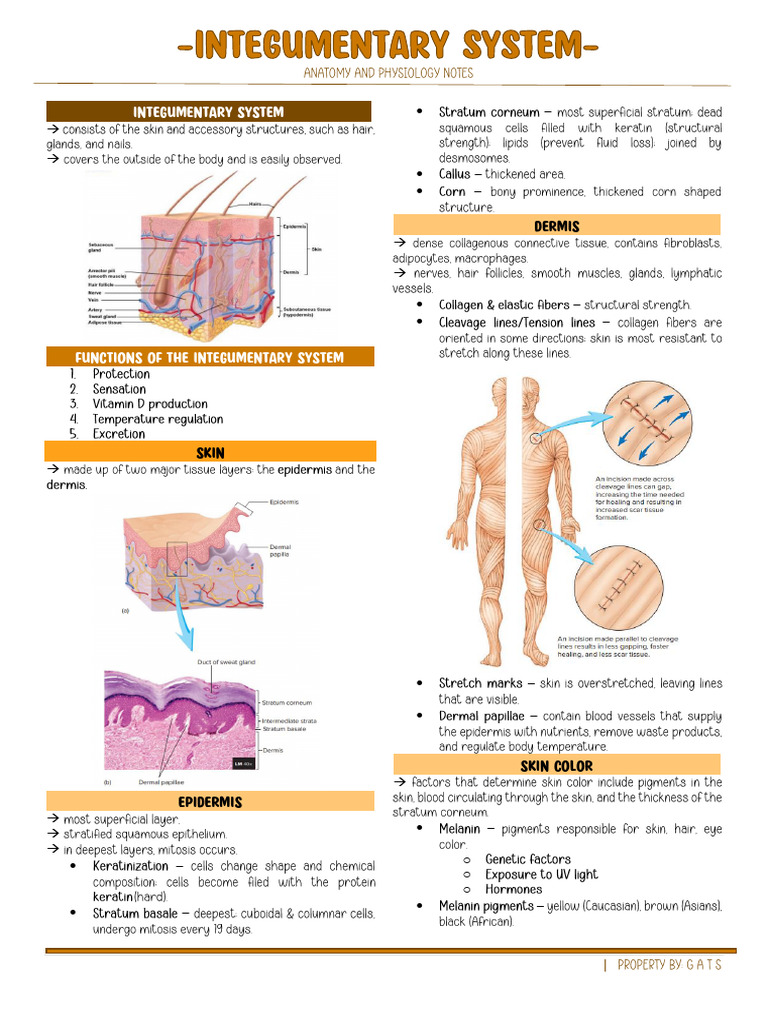 Integsystsgehhs | PDF | Integumentary System | Skin