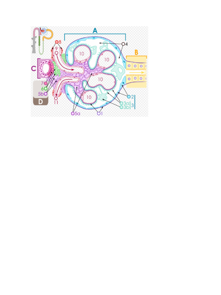 Foto 2 Corpusculo Renal PDF