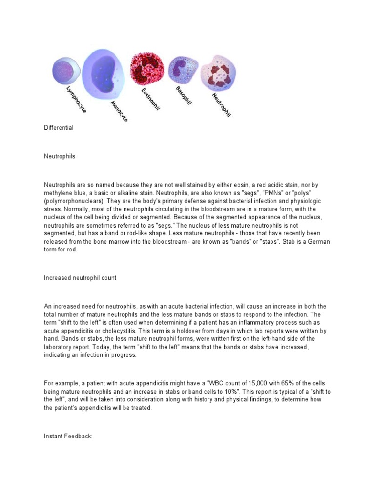 Differential Count WBC PDF Lymphocyte White Blood Cell