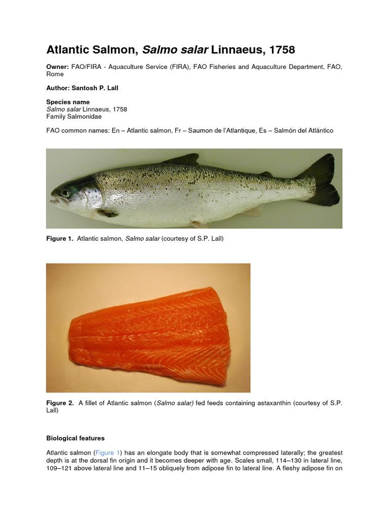 Combat Tactic | PDF | Gastrointestinal Tract | Small Intestine