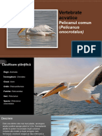 Pelicanul Comun