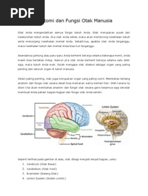 Anatomi Dan Fungsi Otak Manusia Pdf