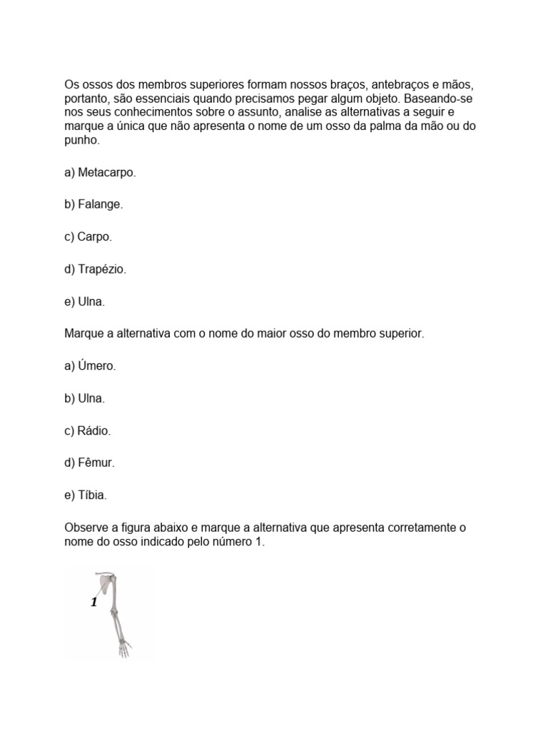 Os Ossos Dos Membros Superiores Formam Nossos Braços Antebraços E Mãos