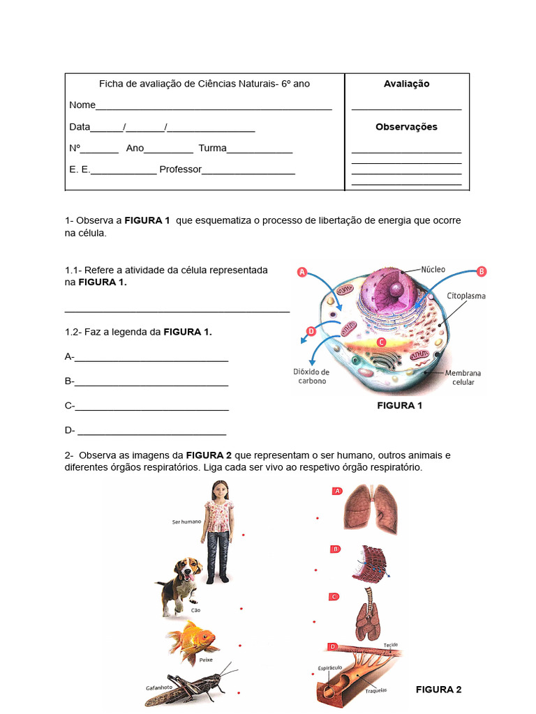 Avaliação de Ciências Naturais 6º Ano | PDF | Respiração | Natureza
