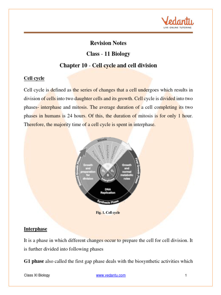 Cell Cycle and Cell Division Class 11 Notes CBSE Biology Chapter 10 ...