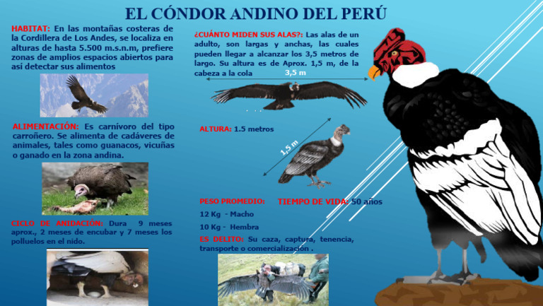 Infografía del Cóndor Andino para Niños | PDF | Hogar, jardinería y ...