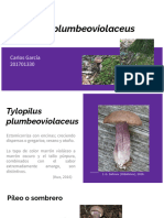 Tylopilus plumbeoviolaceus