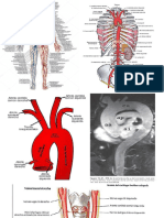 Anatomia Vasculasr