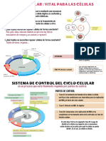 Ciclo Celular (2) DG