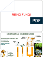 Reino Fungi