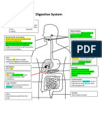 8.5 Digestive System Diagram ANSWERS