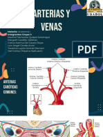 Arterias y Venas