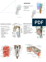 Le Pharynx