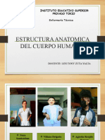Extructura Anatomica