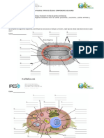 Trabajo Practico Tipos de Celulas y Componentes Celulares