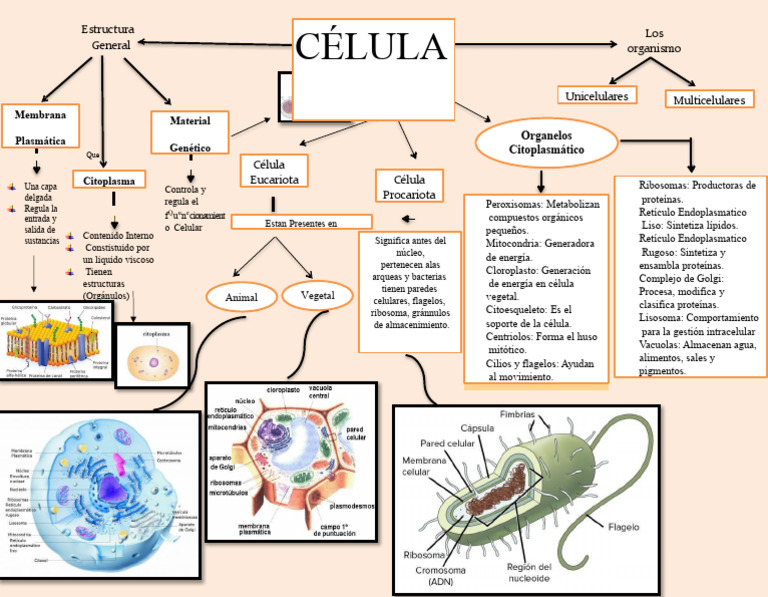 Mapa Conceptual de La Celula 6 | PDF | Biología Celular) | Citoplasma