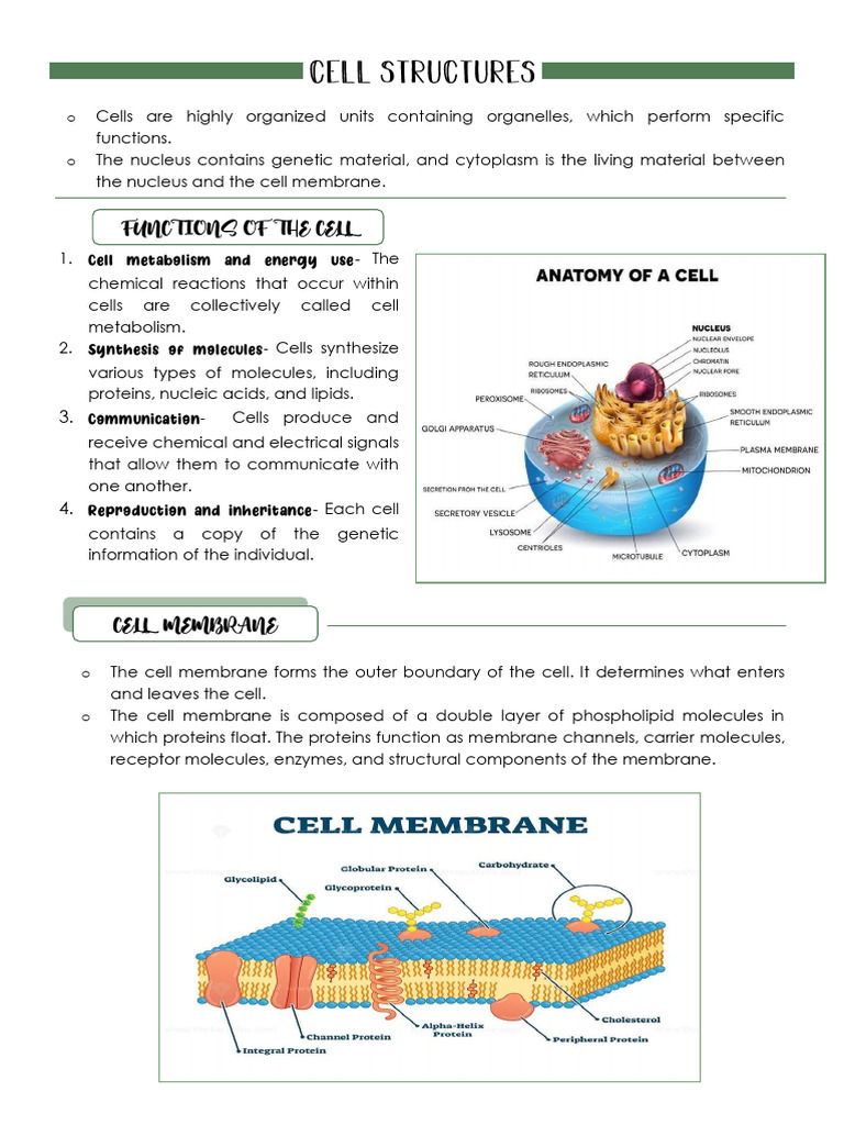 Cell Structures | PDF | Cell Membrane | Cell (Biology)