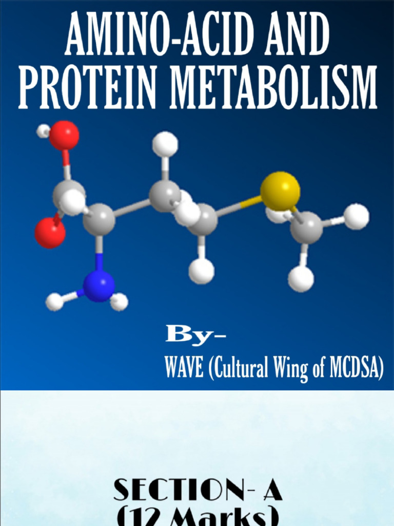 Protein Metabolism PDF