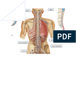 Imagenes Anatomia Medula