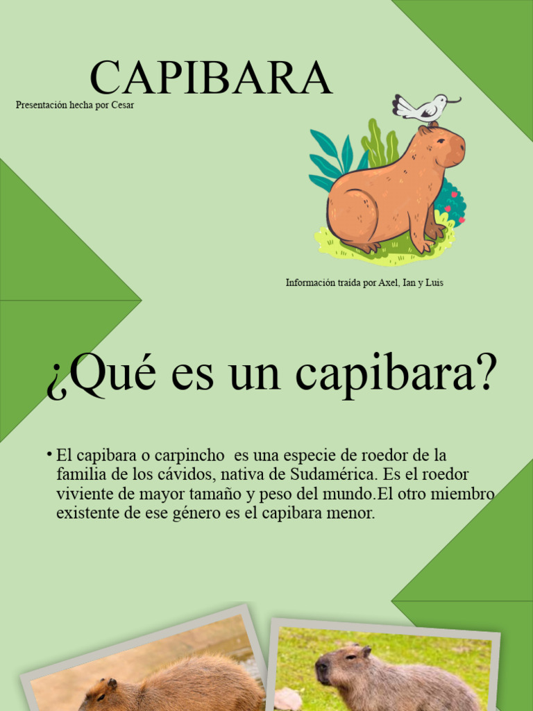 CAPIBARA | PDF