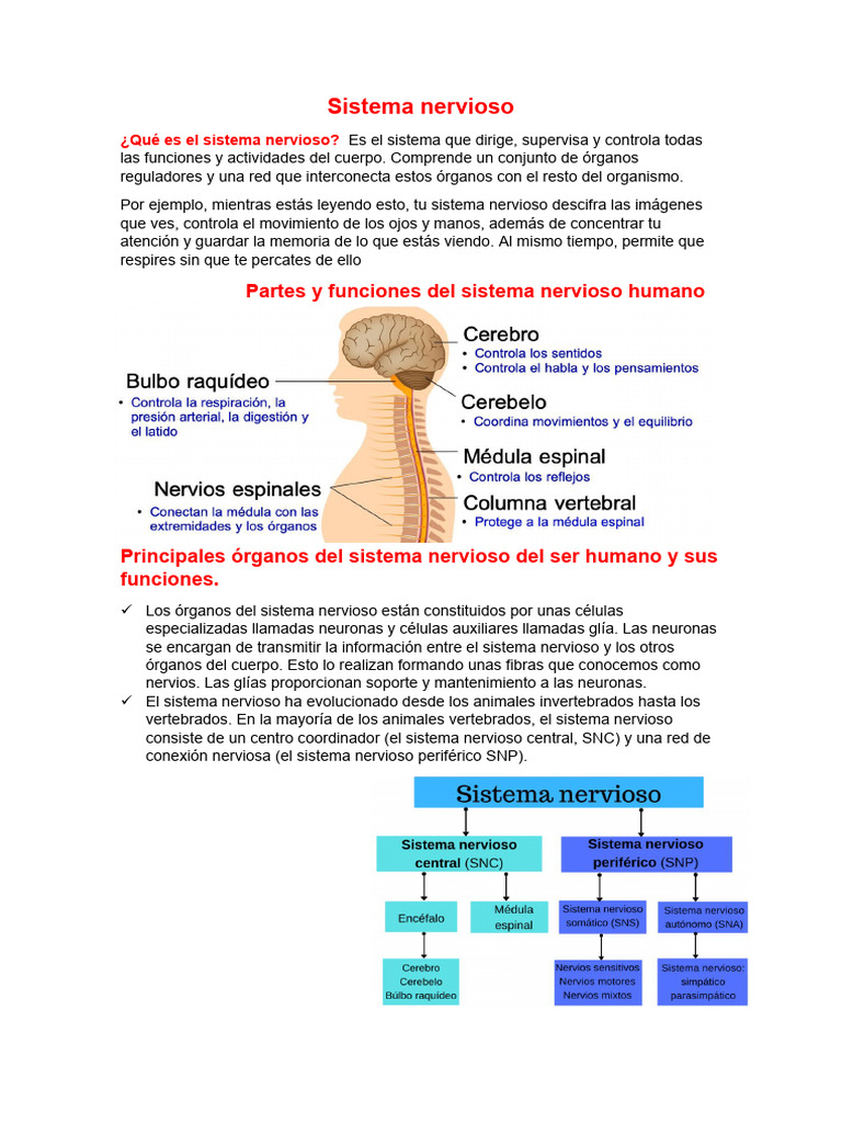 Sistema Nervioso 4 AÑO | PDF | Neurona | Sistema nervioso